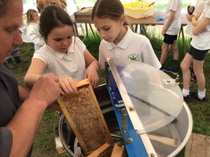 Getting-ready-to-spin-the-honey